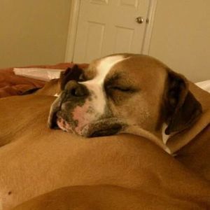 Meet your Posher, Wayne